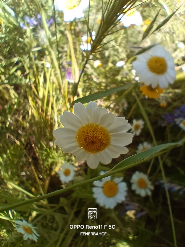 Oppo Reno11 F