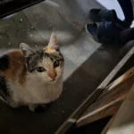 Tuğba Türkmen ürün değerlendirmesi