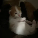 Selim Uğur ürün değerlendirmesi